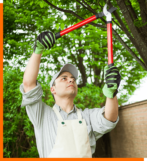What does a professional tree lopper do?
